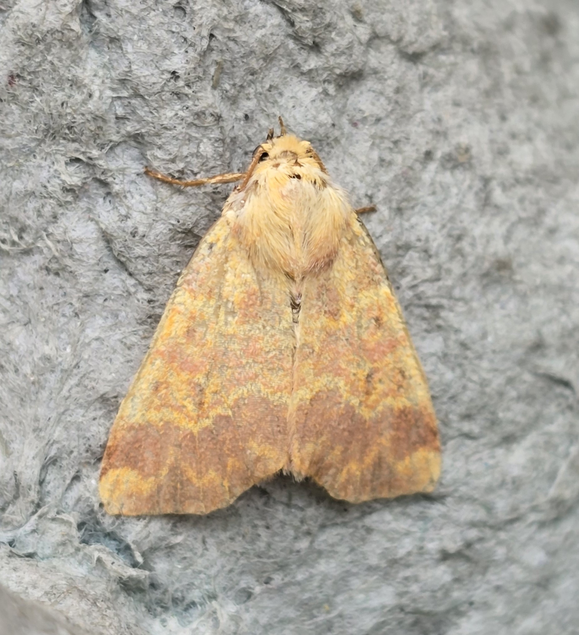 Photo of Barred Sallow (Tiliacea aurago)
